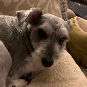 Meet your Posher, Dylan